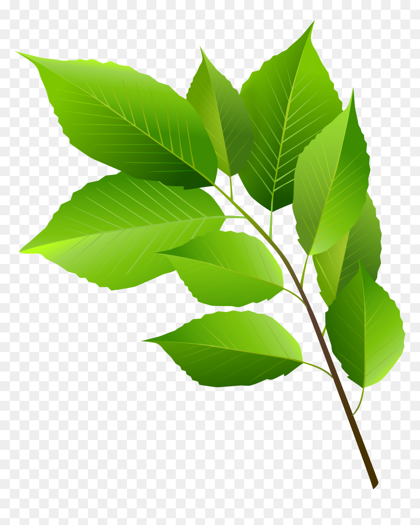 Leaf Clipart Green, HD Png Download - leaf clipart png