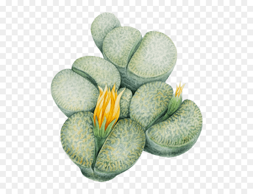 Lithops Png, Transparent Png - succulents png