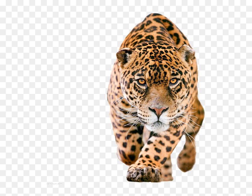 Jaguar Png , Png Download - Jaguar Png, Transparent Png - jaguar png