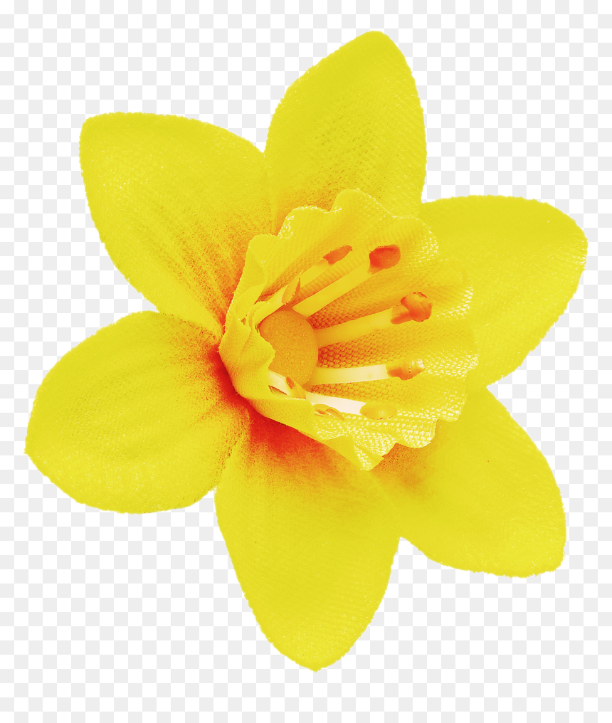 Daffodil Png Image File - Daffodil Yellow And Orange, Transparent Png - daffodil png