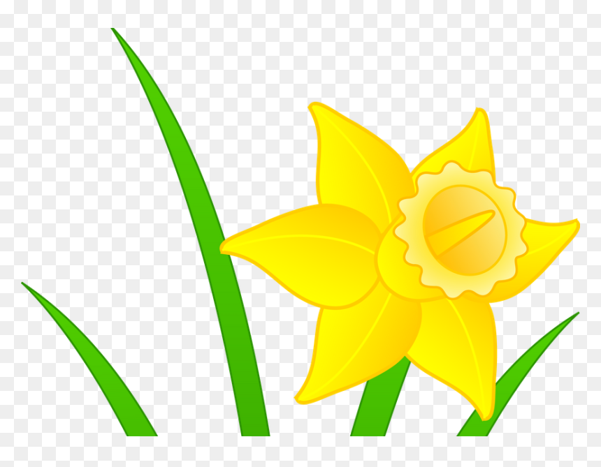 Daffodils Clipart Mothering Sunday, HD Png Download - daffodil png