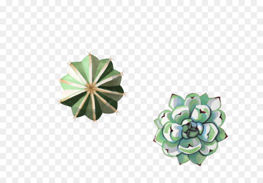 Succulents - Echeveria, HD Png Download - succulents png