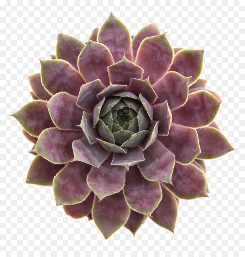 Non Toxic Pet Safe Succulents - Sempervivum Png, Transparent Png - succulents png