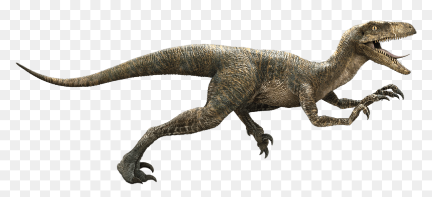 Jurassic Park Velociraptor Deinonychus Late Cretaceous - Dinosaurios Velociraptor Png, Transparent Png - jurassic park png