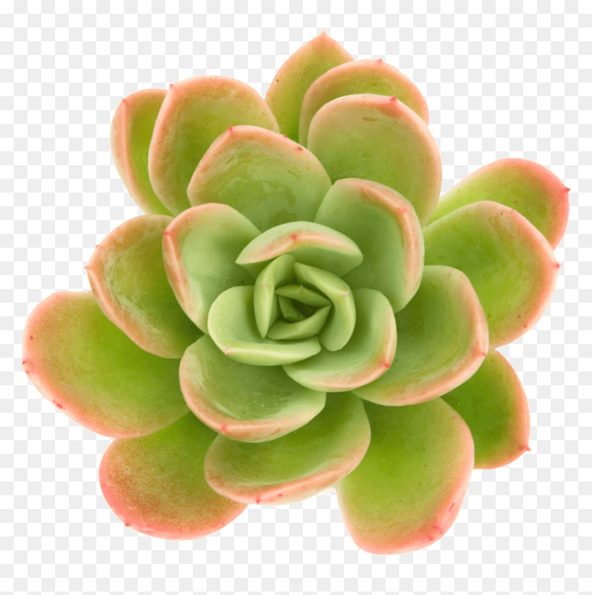 Succulent Plant, HD Png Download - succulents png
