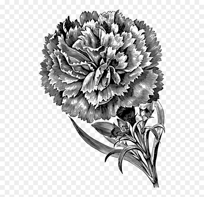 Chrysanths,plant,flora - Carnation Flower Images Black And White, HD Png Download - carnation png