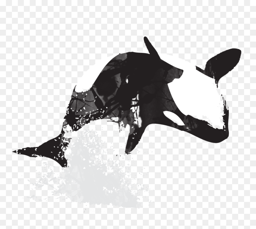 Free Download - Killer Whale, HD Png Download - white paint splatter png