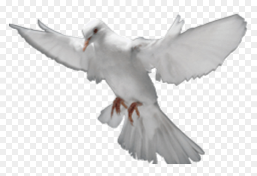 Ted Line Reconnect To Holy Spirit Power Contact Us - Wisdom Holy Spirit Transparent, HD Png Download - holy spirit png