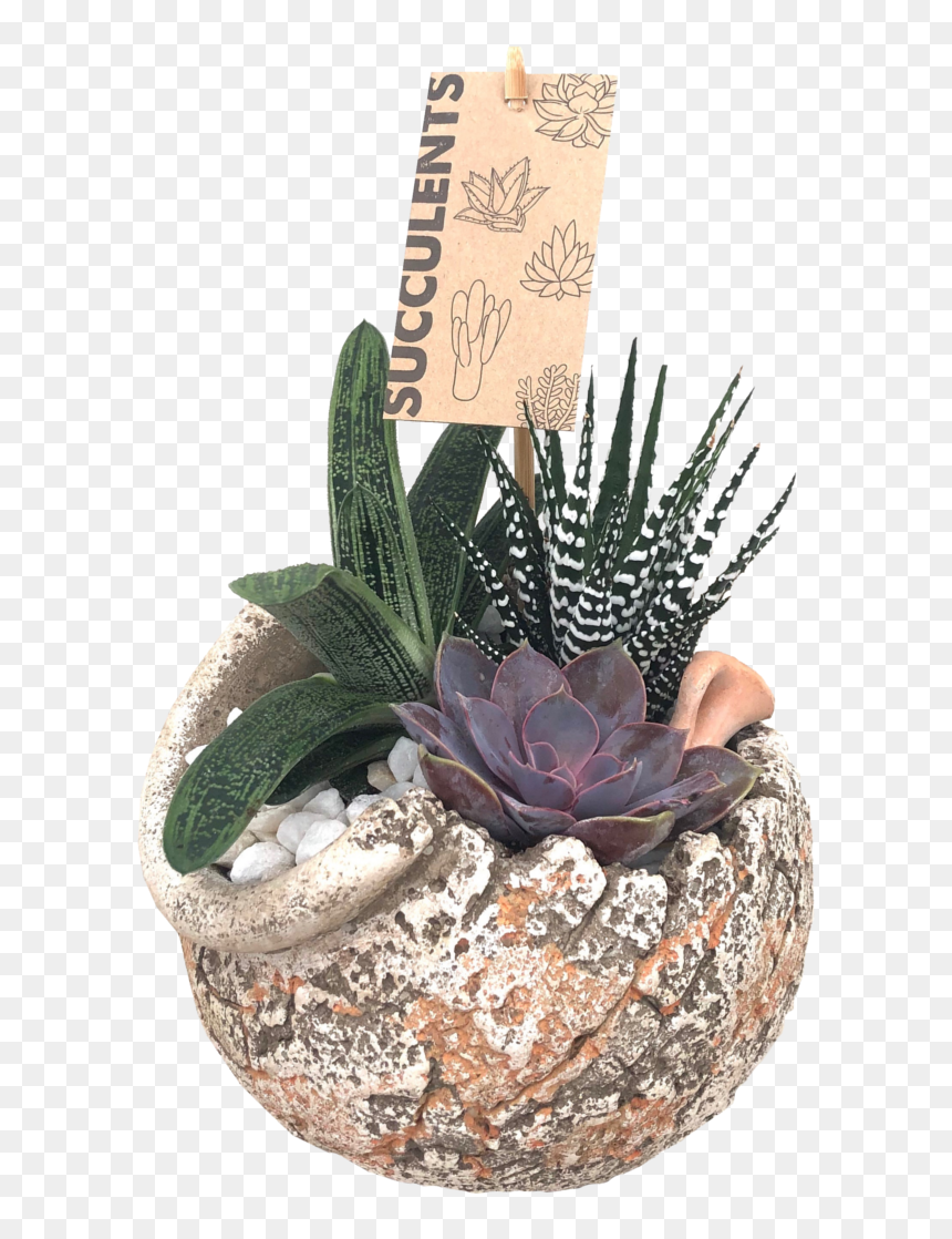 Flowerpot, HD Png Download - succulents png