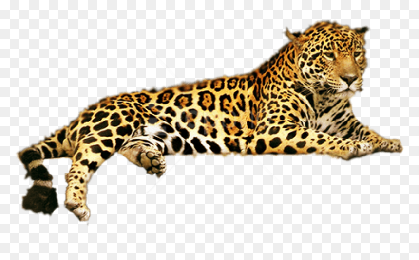 Free Png Jaguar Png Png Images Transparent - Leopard Png Clipart, Png Download - jaguar png