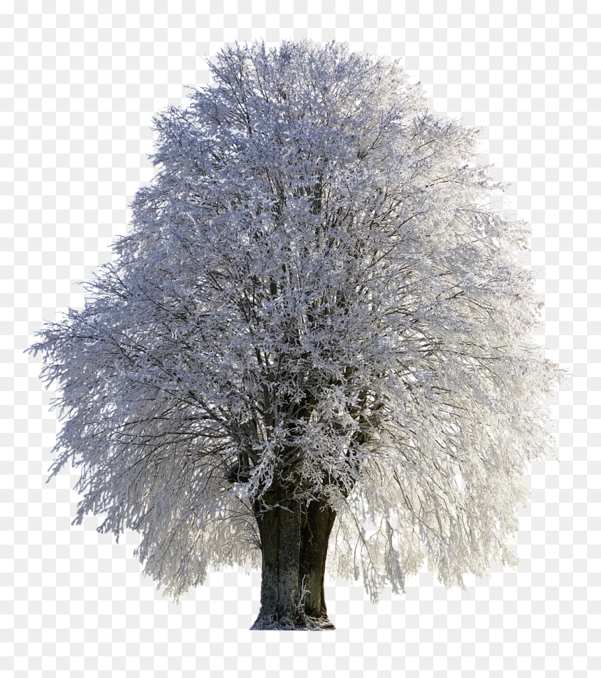 Snow Trees Png Transparent, Png Download - cold png