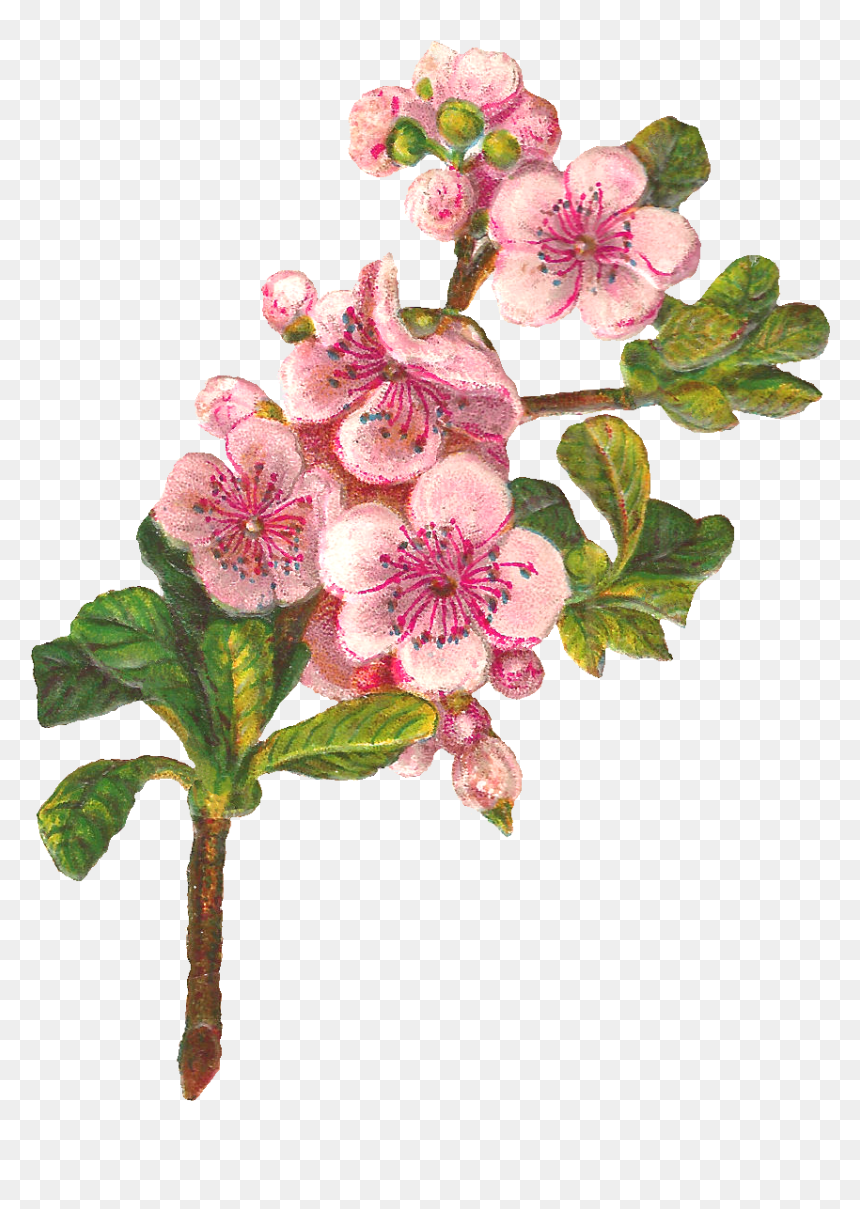 Bloosoming Apple Tree Svg Black And White Download - Apple Tree Flower Clipart, HD Png Download - apple tree png