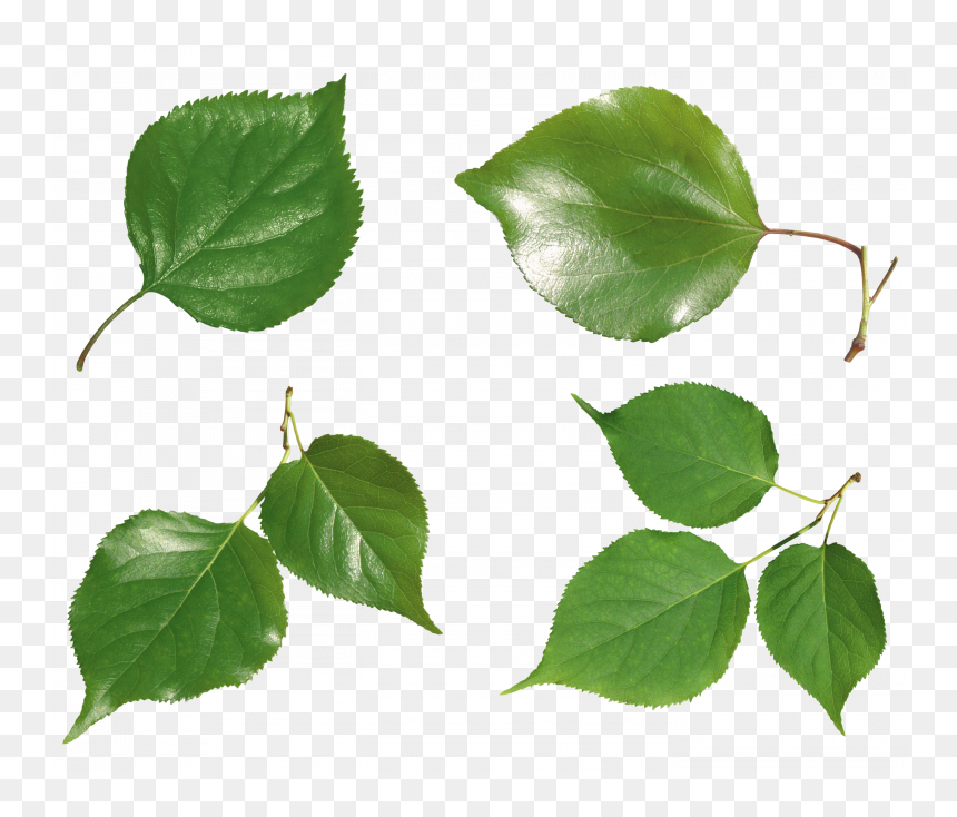 Download And Use Green Leaves Png Picture - Types Of Leaves Png, Transparent Png - green leaf png