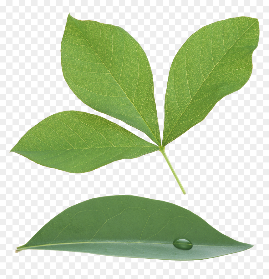 Green Leaves Png Image - Portable Network Graphics, Transparent Png - green leaf png