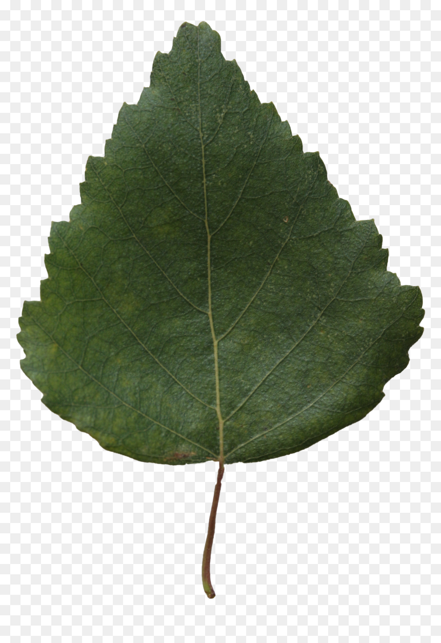 Birch, HD Png Download - green leaf png