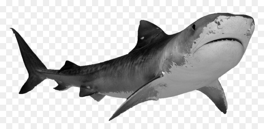 1 2 3 Magnifying Glass Png No Background - Transparent Background Shark Transparent, Png Download - magnifying glass png no background