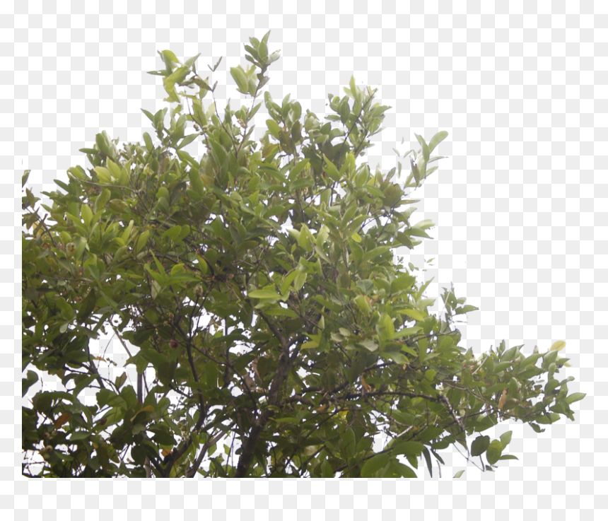 The Rose Apple Tree By Blur Stock - Rose Apple Tree Png, Transparent Png - apple tree png