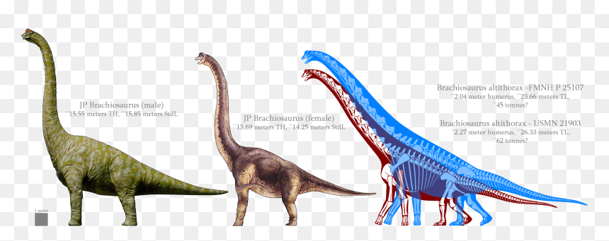 Jp Brachiosaur Vs Rl Brachiosaurus, HD Png Download - jurassic park png