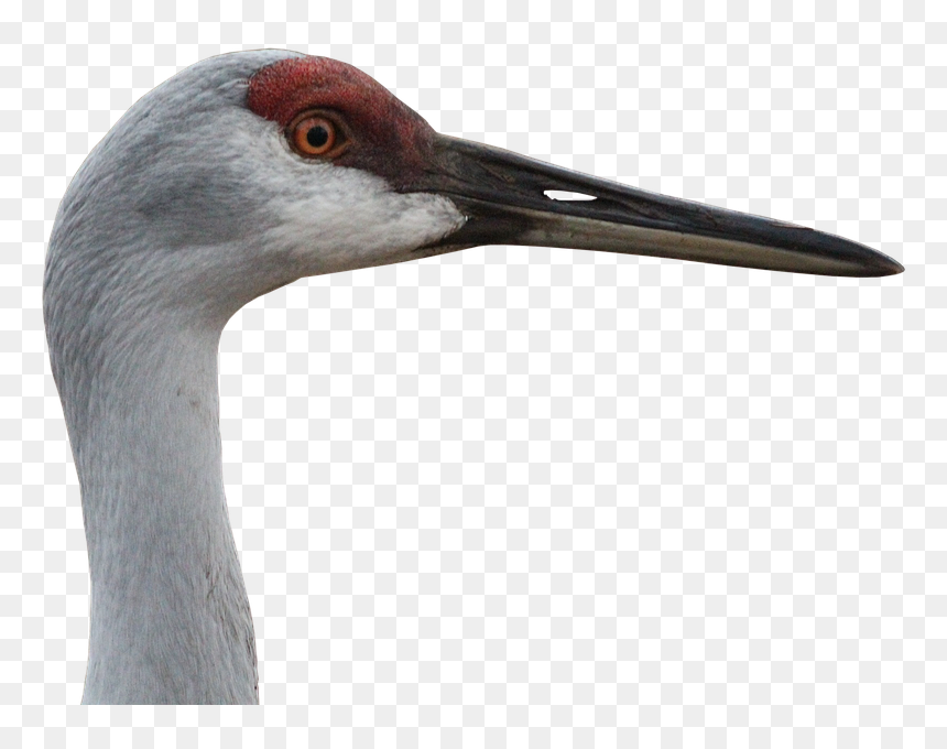 Animal Crane Png, Transparent Png - crane png