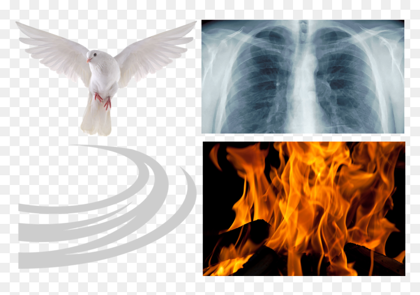 Holy Spirit Bird Breath Blow Burn - Bakar Baju, HD Png Download - holy spirit png