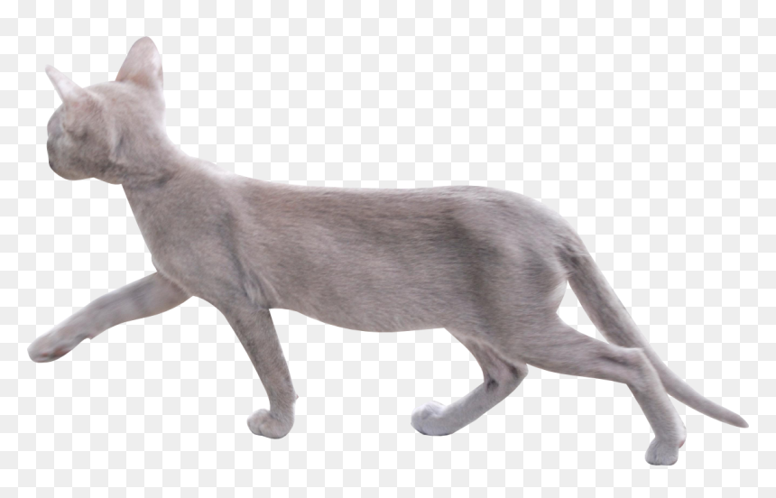 Cat Png Image With Transparent Background - Transparent Background Cat Walking Png, Png Download - cat png transparent