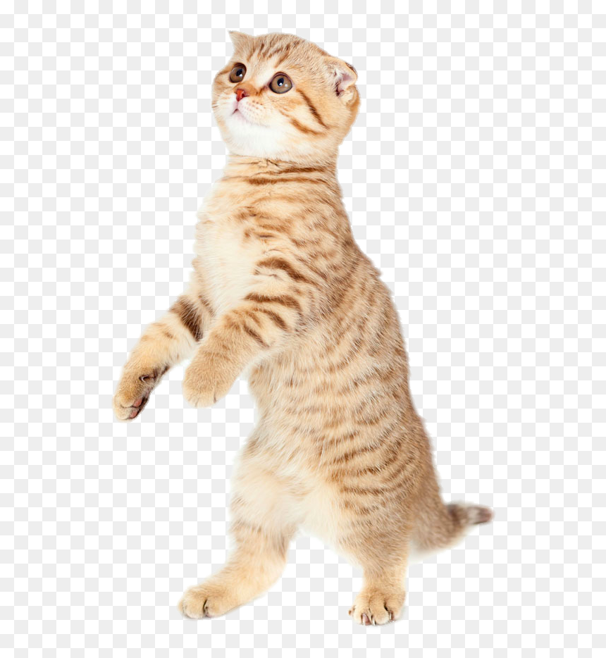 Cute Cat Png Pic - Bouncing Cat Toy, Transparent Png - cat png transparent
