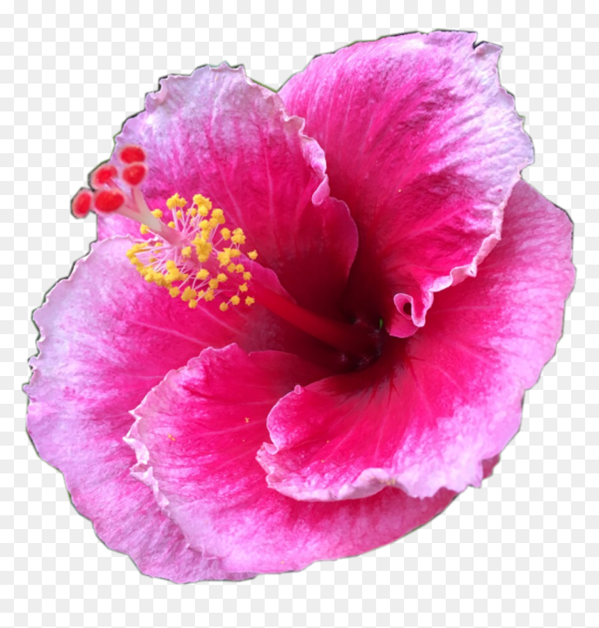 #pretty #pink #tropical #flower #tropicalflower #summer - Flower, HD Png Download - tropical flower png