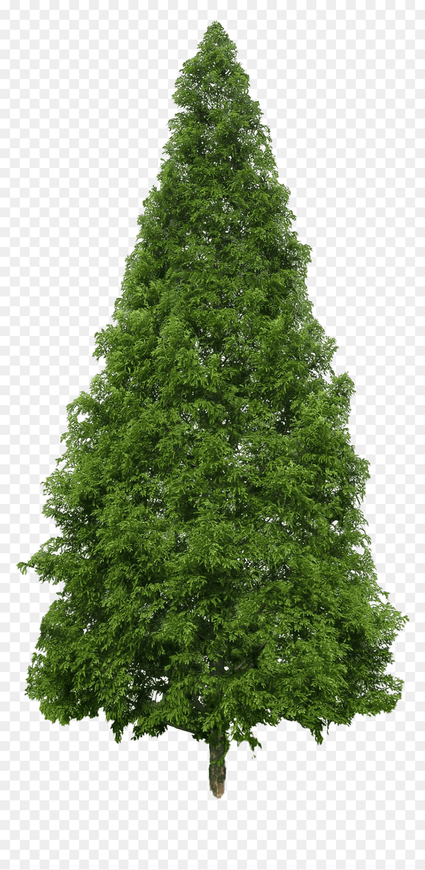 Evergreen Png Image - Douglas Fir Tree Png, Transparent Png - evergreen tree png
