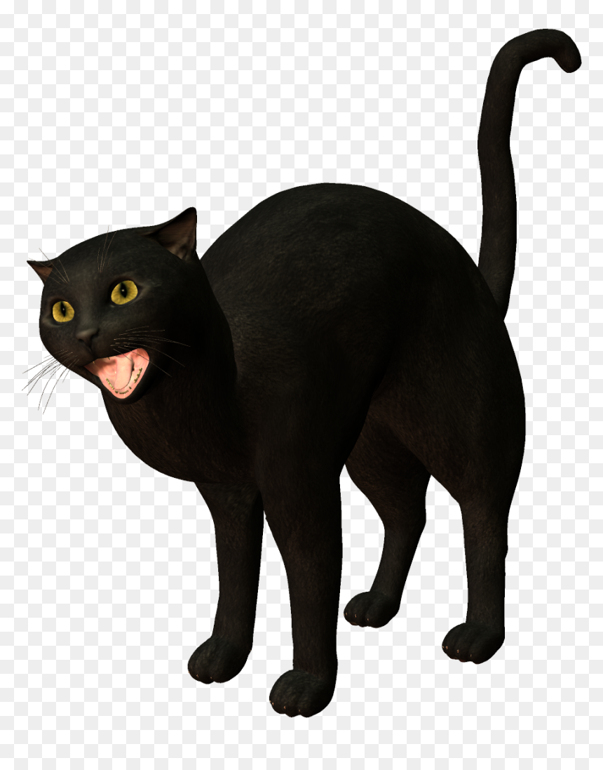 Bombay Cat Burmese Cat Korat Black Cat - Black Cat, HD Png Download - cat png transparent