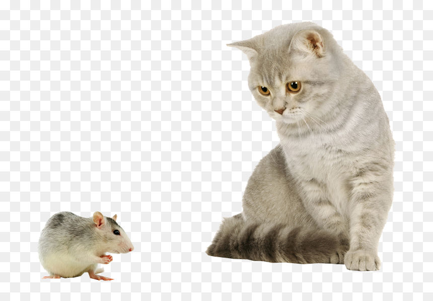 Cat And Mouse Image - Cat And Mouse Png, Transparent Png - cat png transparent