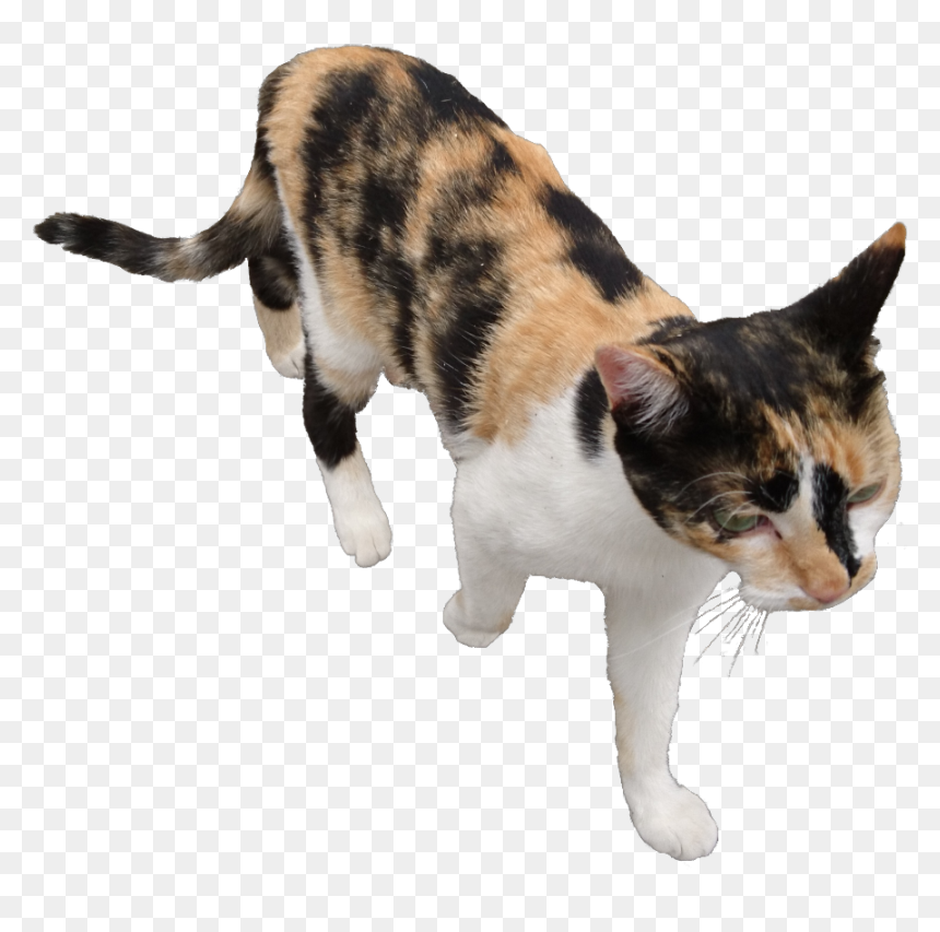 Cat Transparent Pngs ⚡ - Domestic Short-haired Cat, Png Download - cat png transparent