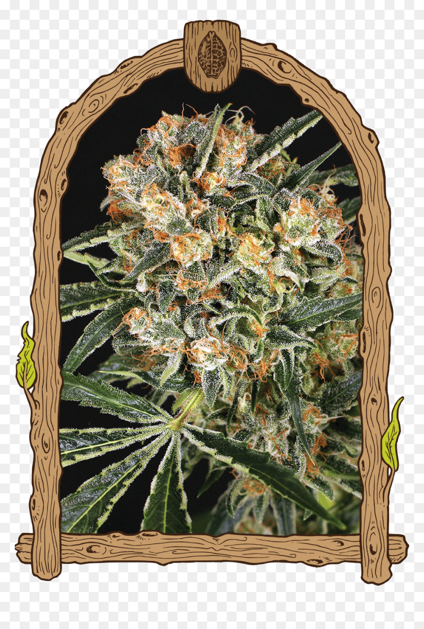 Transparent Hippie Png - Malasana Cookies, Png Download - hippie png