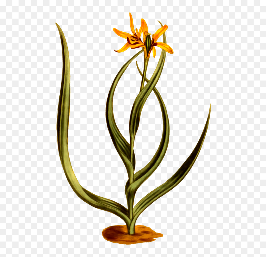 Plant,flower,flowerpot - Flower, HD Png Download - flower pot png