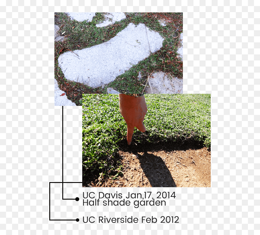 Tree , Png Download - Grass, Transparent Png - evergreen tree png