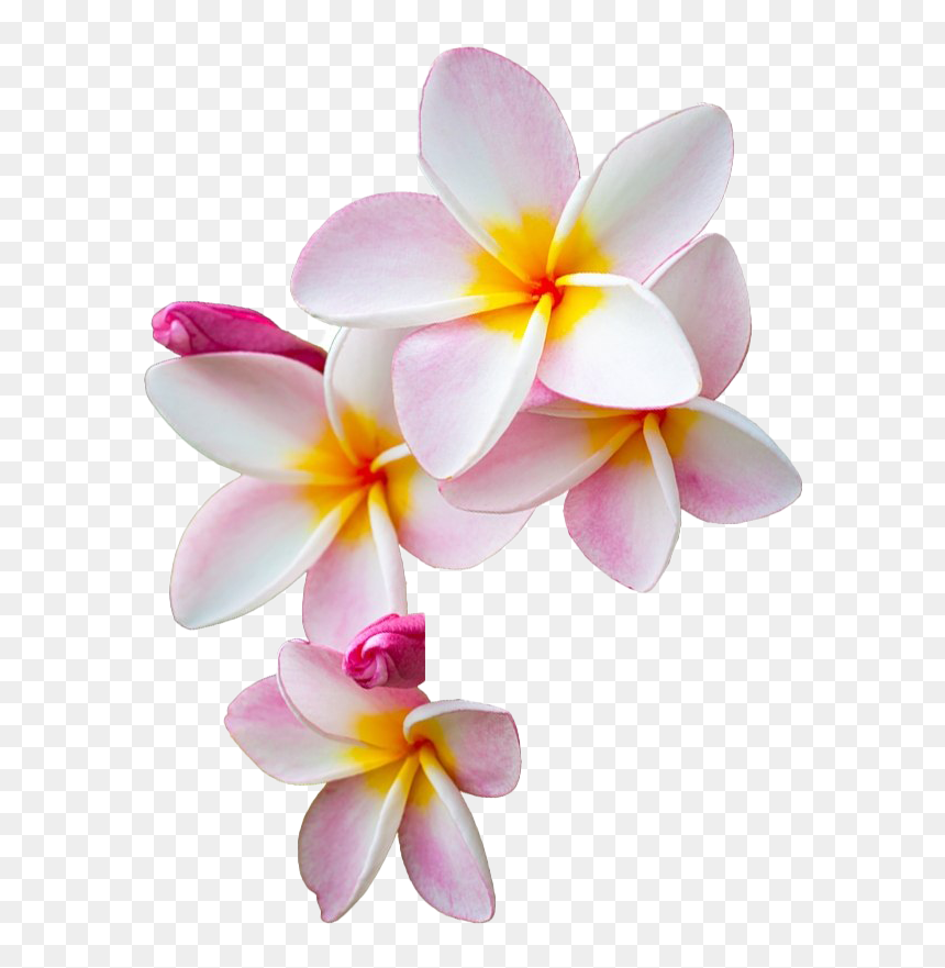 Frangipani Flower Png Image - Frangipani Png, Transparent Png - tropical flower png