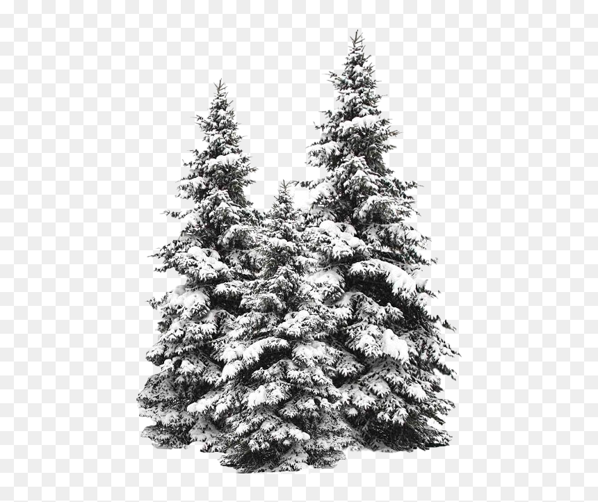 Snow Fir Tree Png Image - Transparent Snow Tree Png, Png Download - evergreen tree png