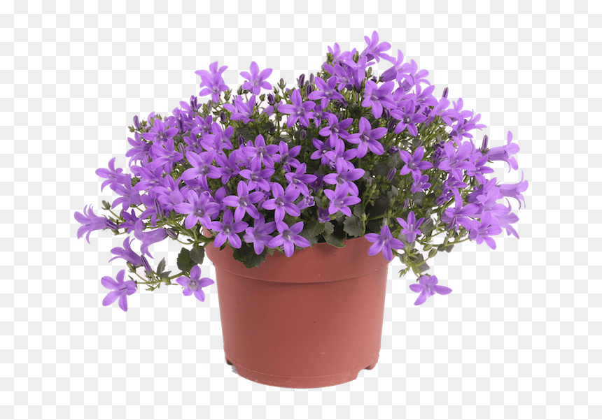 Lavender Flower Pot Png , Png Download - Flower In A Pot Png, Transparent Png - flower pot png