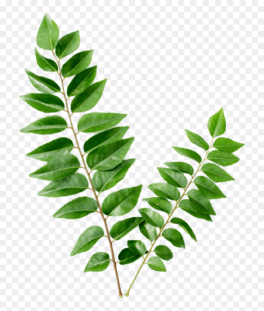 Thumb Image - Curry Leaves, HD Png Download - curry leaves png