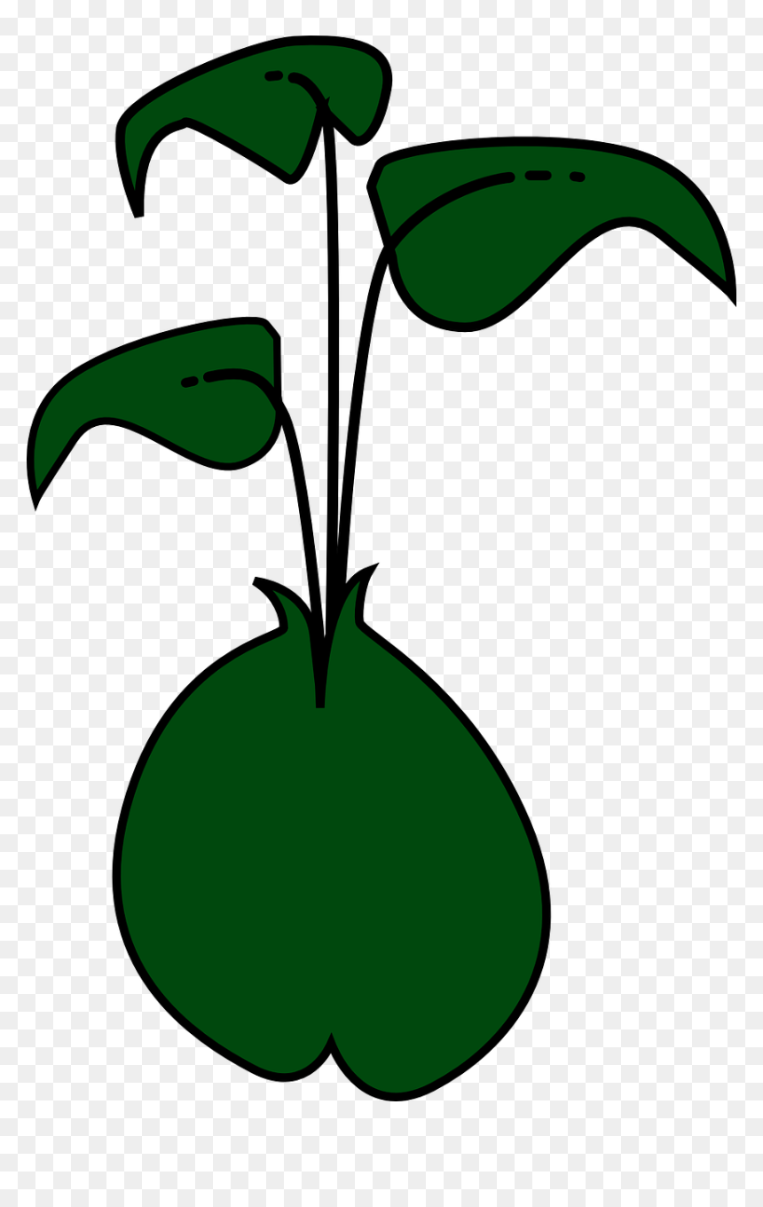 Bean Sprout Clipart, HD Png Download - sprout png