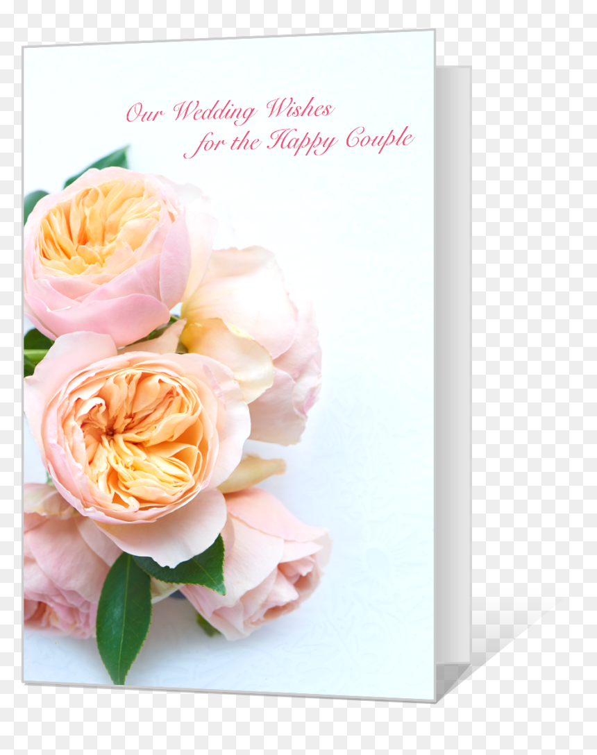Wedding Wishes - Hybrid Tea Rose, HD Png Download - wedding wishes png