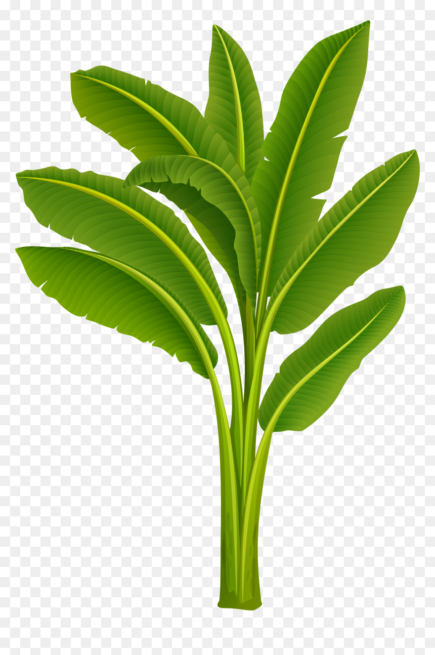 Banana Tree Images Hd Clipart , Png Download - Transparent Banana Tree Png, Png Download - full banana leaf png