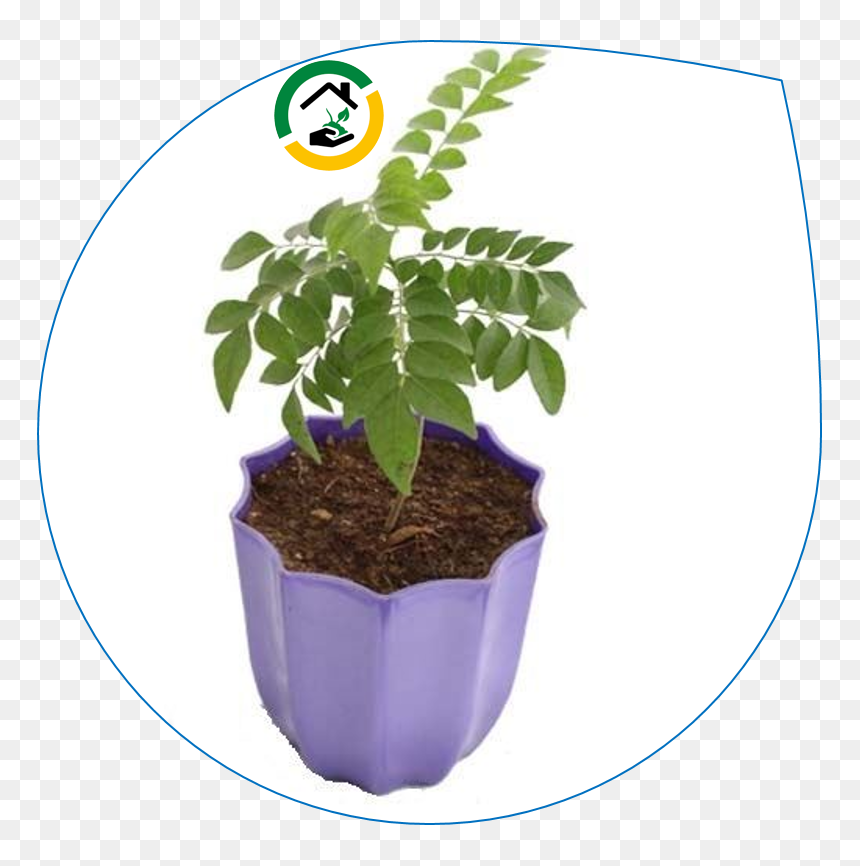 Flowerpot, HD Png Download - curry leaves png