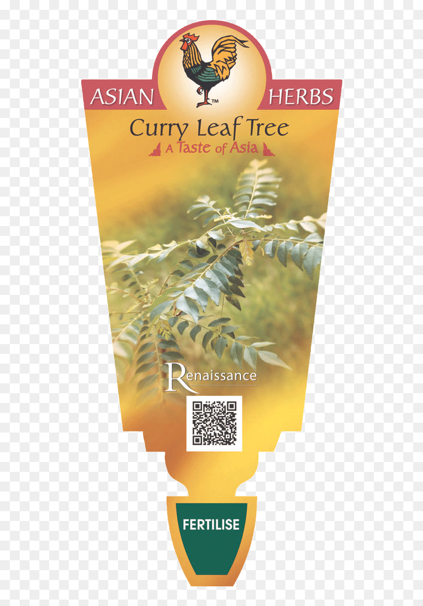 Coriander Perennial, HD Png Download - curry leaves png