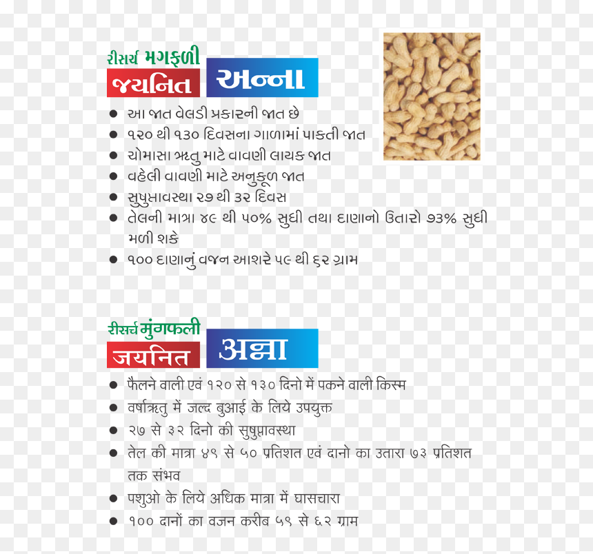 Research Groundnut Jaynit Anna - Nut, HD Png Download - groundnut png