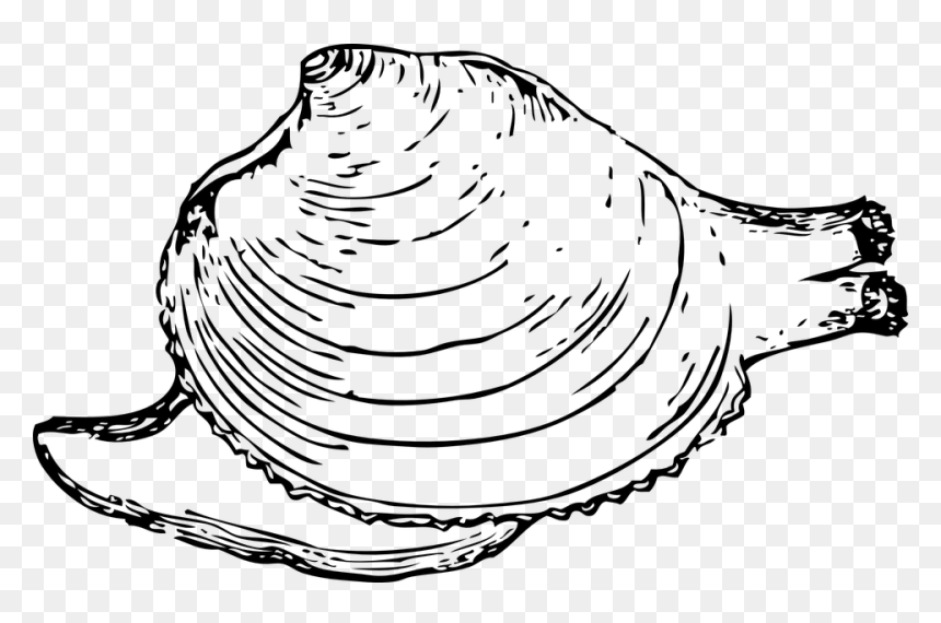 Quahog Clip Art, HD Png Download - clam png