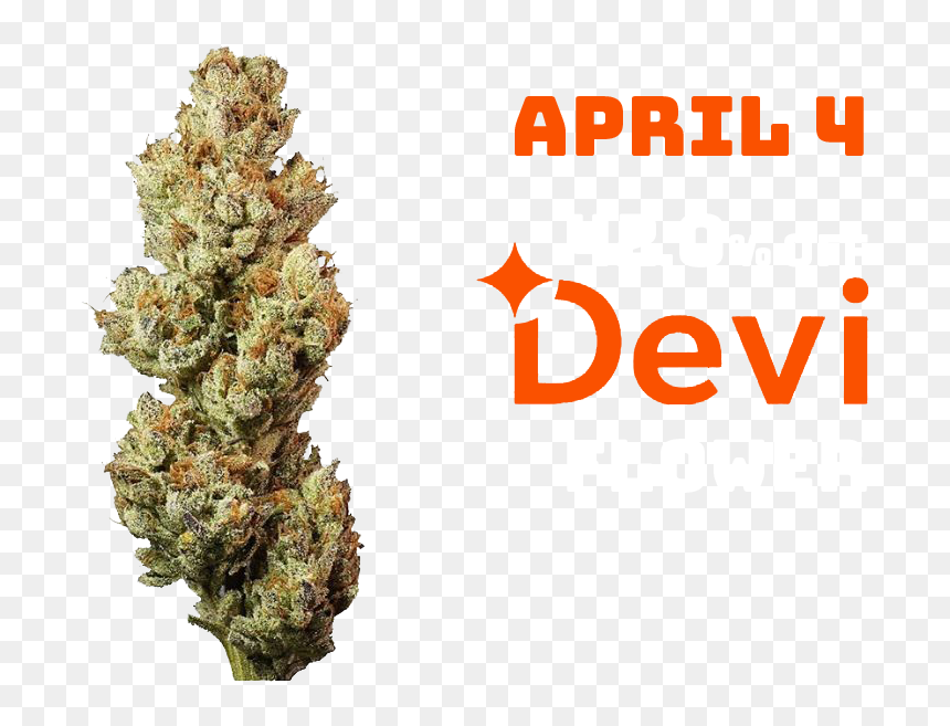 Web Post With Date - Colorado Spruce, HD Png Download - devi png