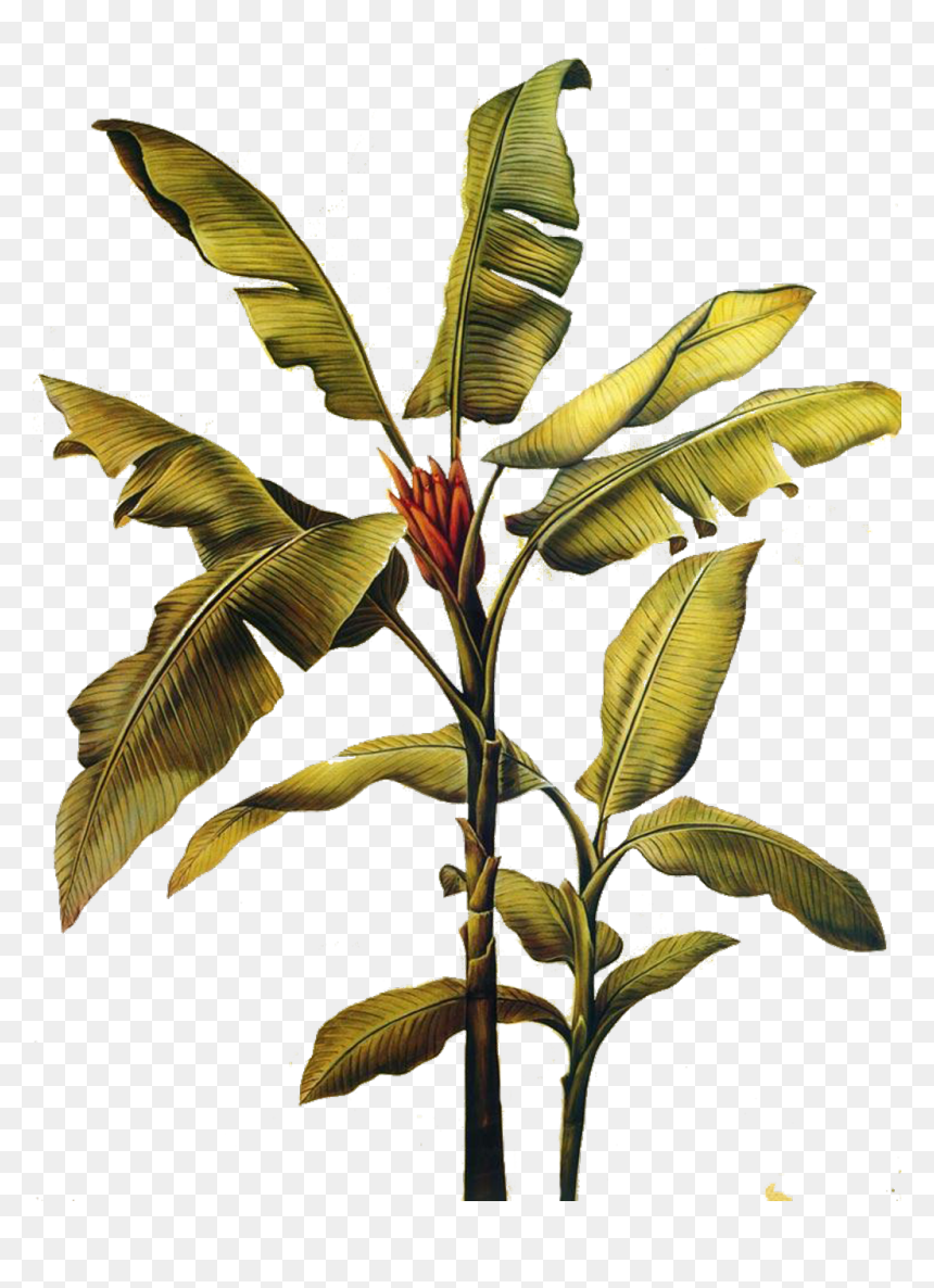 #banana #leaf #art #painting #freetoedit - Banana Leaf Plant Painting, HD Png Download - full banana leaf png