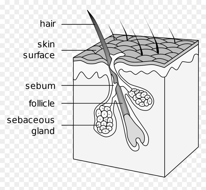Hair Follicle, HD Png Download - hairs png