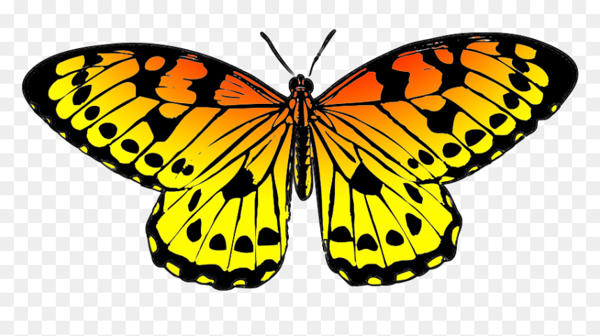 Black And Orange Drawing Of Butterfly - Butterfly Clipart Green, HD Png Download - butter fly png