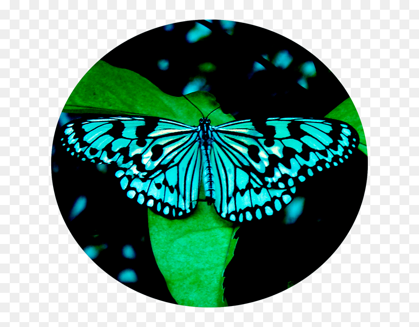 Butter - Butterfly, HD Png Download - tanpura png